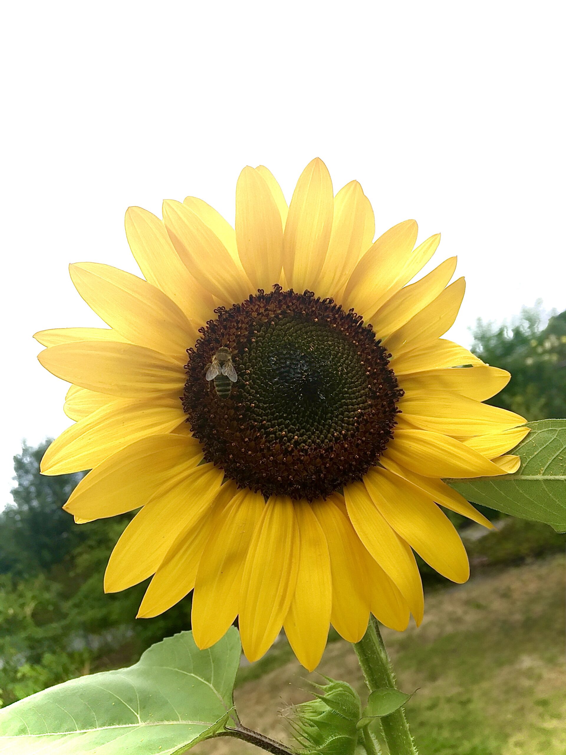 75190FDA-6B9F-4903-B58F-934C6FA5B6FE_1_201_a